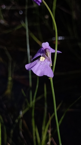 Utricularia beaugleholei (Utricularia beaugleholei)