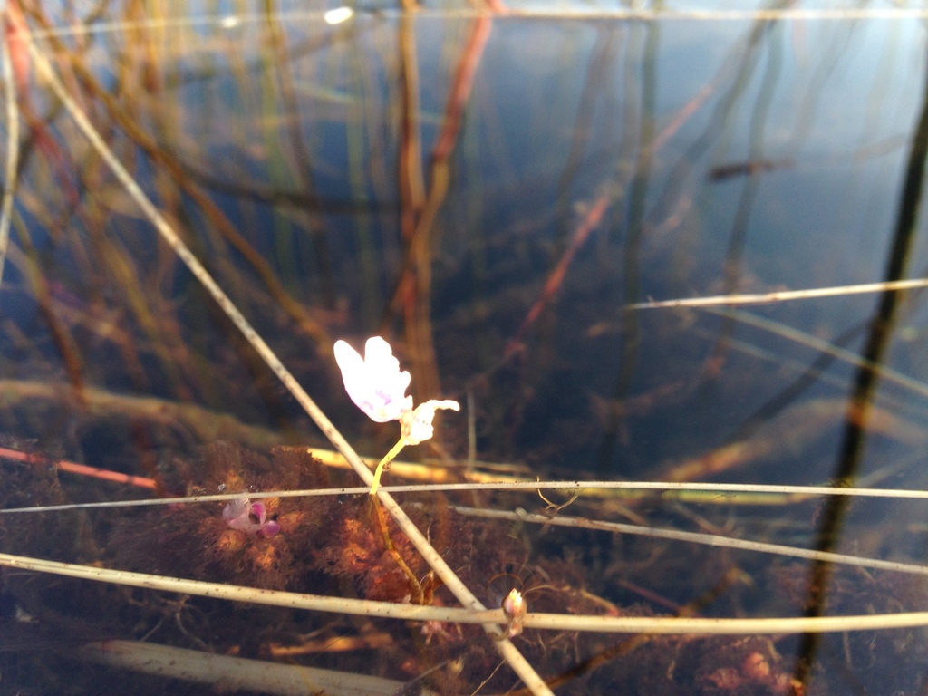 Utricularia benjaminiana (Utricularia benjaminiana)
