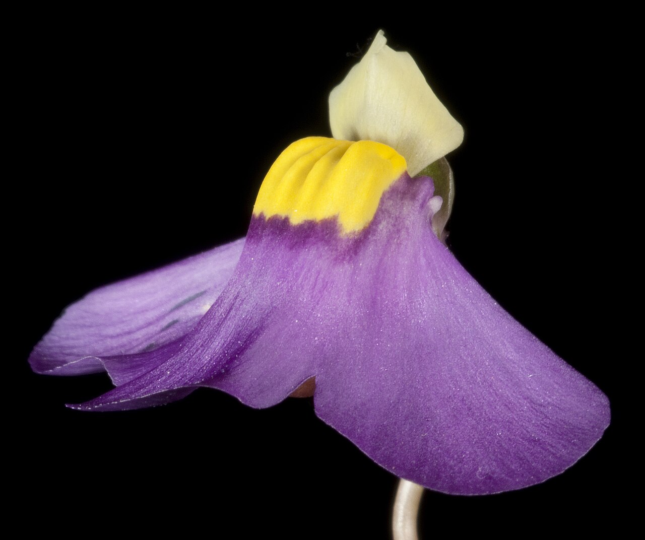 Utricularia benthamii: Utricularia benthamii