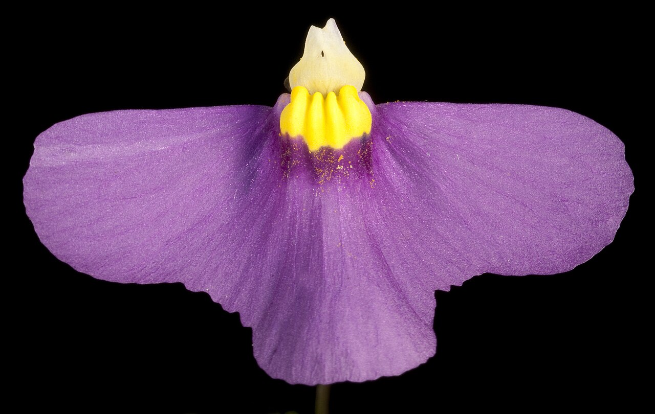 Utricularia benthamii: Utricularia benthamii