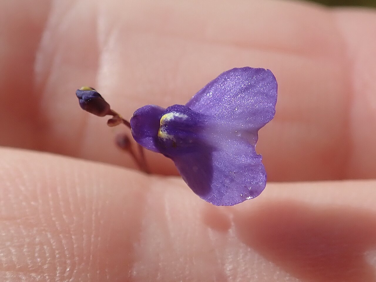 Utricularia biloba: Utricularia biloba, Cooloola, Queensland
