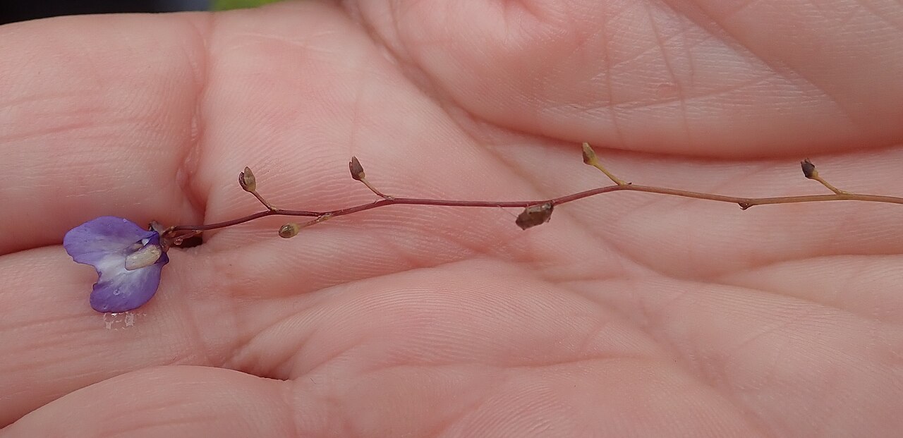 Utricularia biloba: Utricularia biloba, Cooloola, Queensland