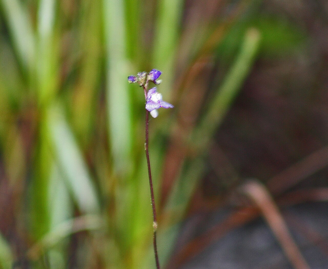 Utricularia biloba: Utricularia biloba