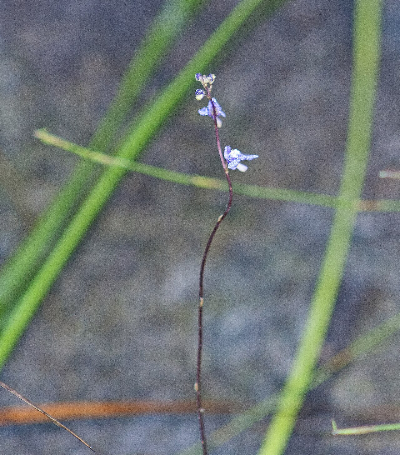 Utricularia biloba: Utricularia biloba
