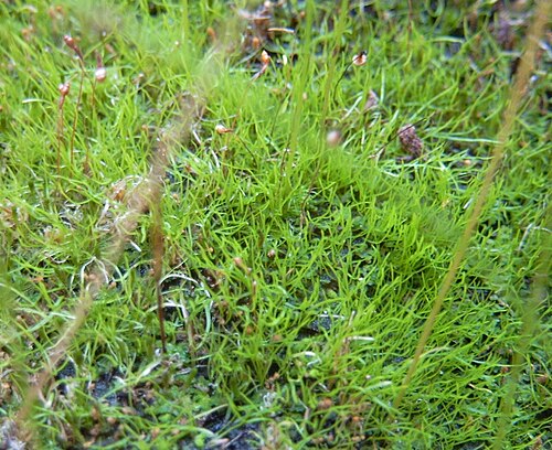 Utricularia blanchetii: Utricularia blanchetti