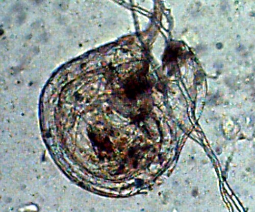 Utricularia blanchetii: Trap Utricularia blanchetii