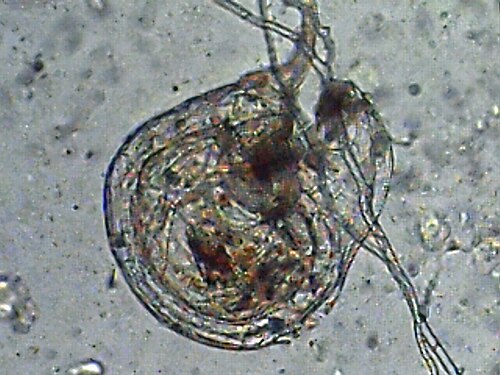 Utricularia blanchetii: Trap Utricularia blanchetii