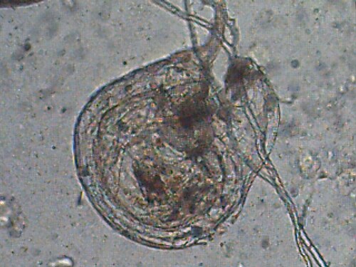 Utricularia blanchetii: Trap Utricularia blanchetii