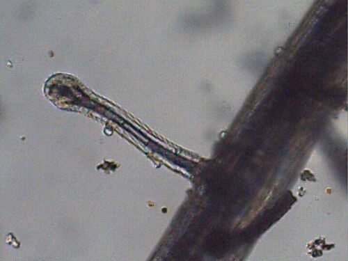 Utricularia blanchetii: Juvenile Trap Utricularia blanchetii