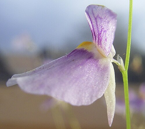 Utricularia blanchetii: Utricularia blanchetii Flora