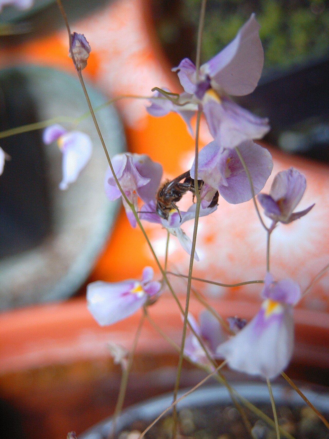 Utricularia blanchetii: Utricularia blanchetti with bee