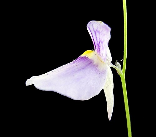 Utricularia blanchetii: Utricularia blanchetii Flora
