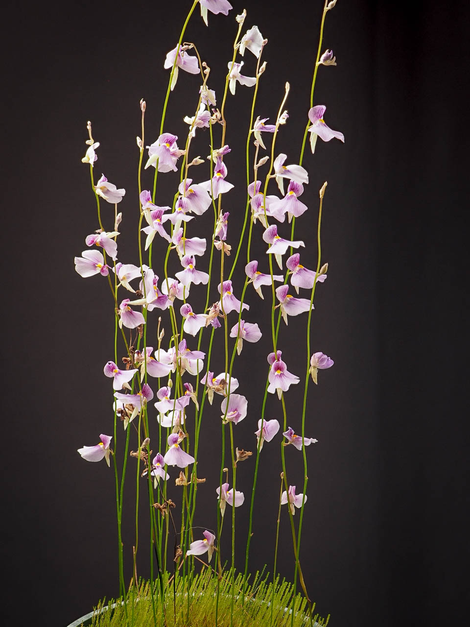 Utricularia blanchetii: Utricularia blanchetii
