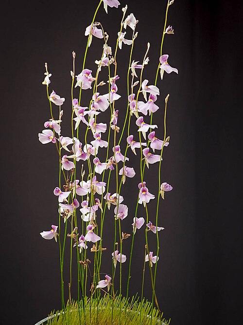 Utricularia blanchetii: Utricularia blanchetii