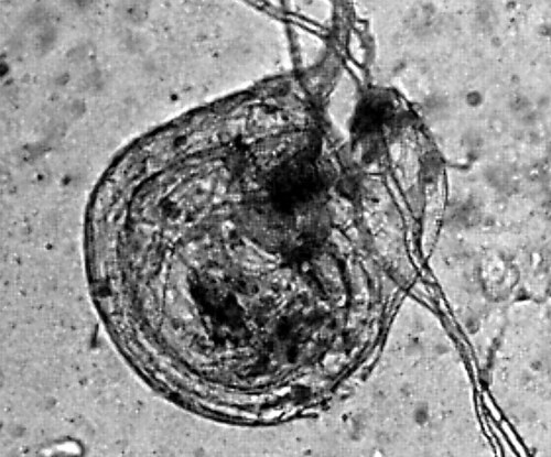 Utricularia blanchetii: Trap Utricularia blanchetii