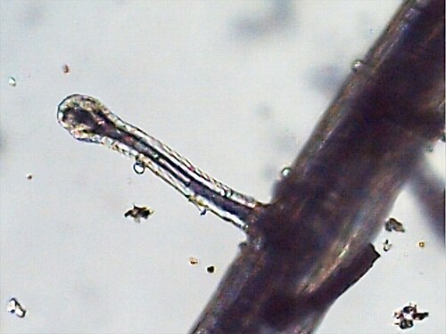 Utricularia blanchetii: Juvenile Trap Utricularia blanchetii