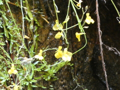 Utricularia bosminifera (Utricularia bosminifera)