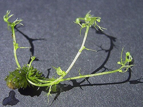 Utricularia bremii: Utricularia bremii hibernacle sprouting Author: Denis Barthel