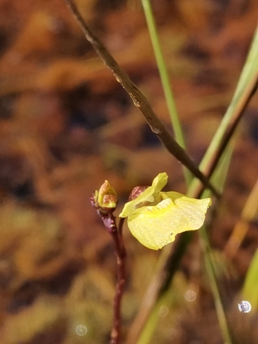 Utricularia bremii (Utricularia bremii)