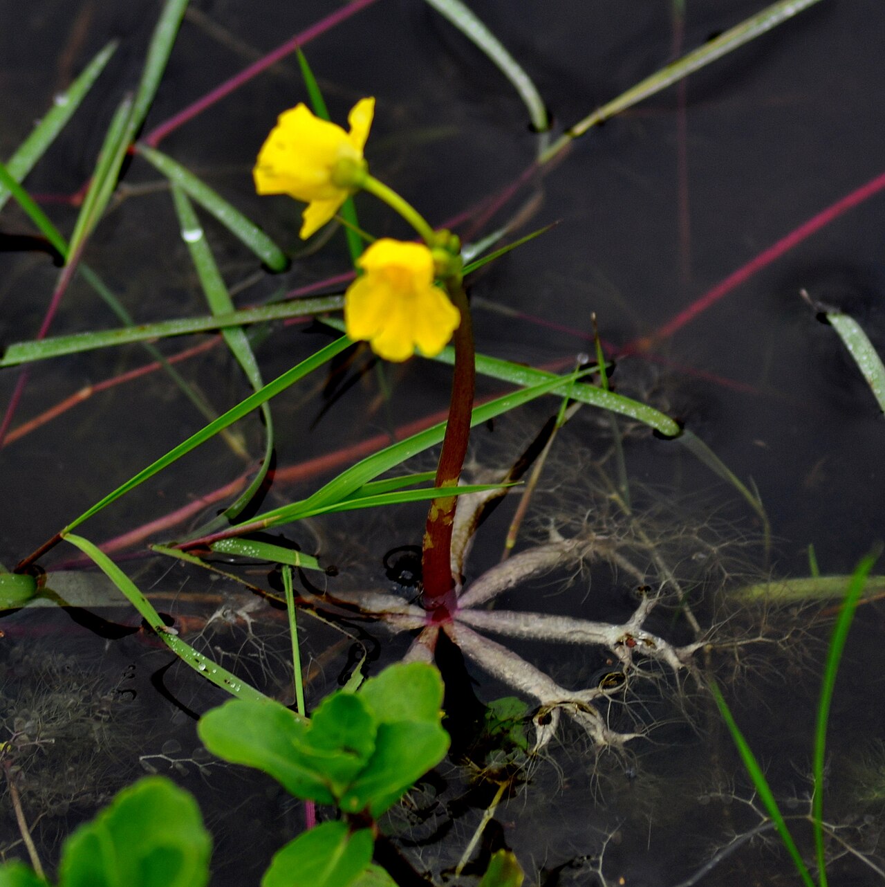 Utricularia breviscapa: Utricularia breviscapa in Brazil
