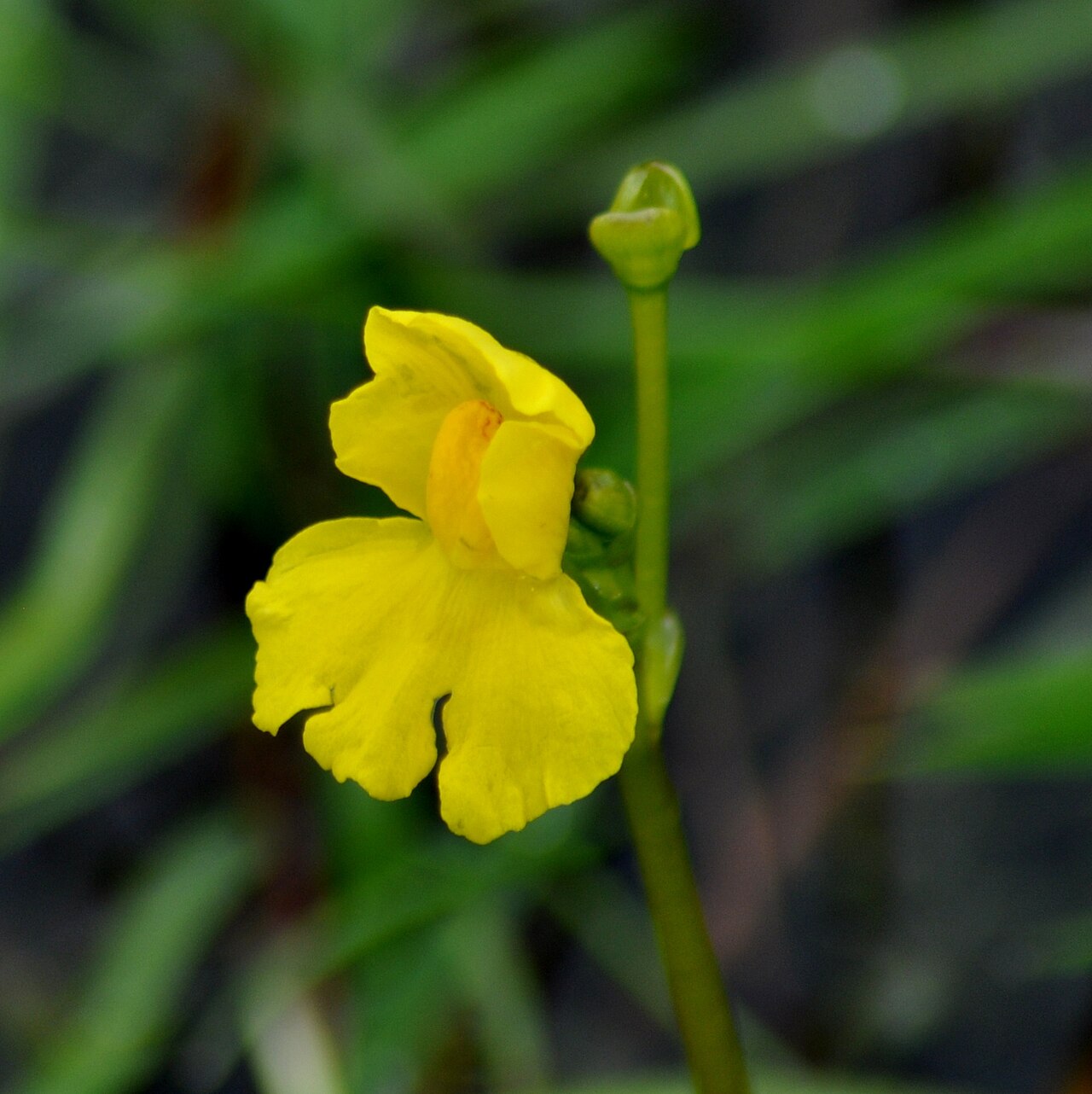 Utricularia breviscapa: Utricularia breviscapa in Brazil
