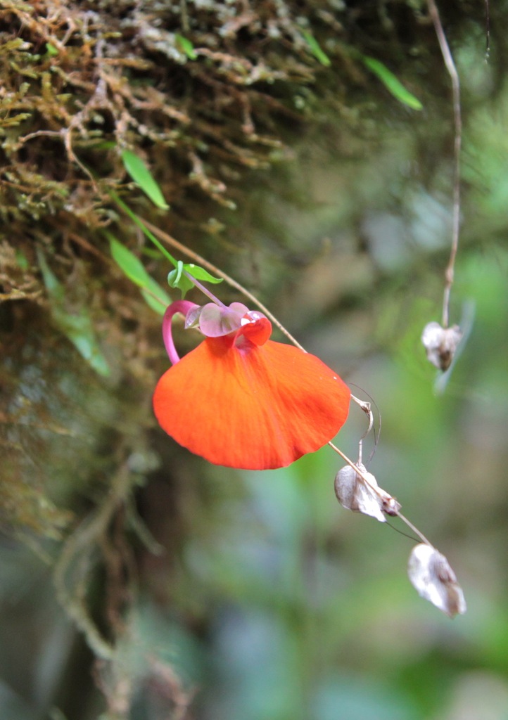 Utricularia campbelliana: Utricularia campbelliana. Roraima, Venezuela