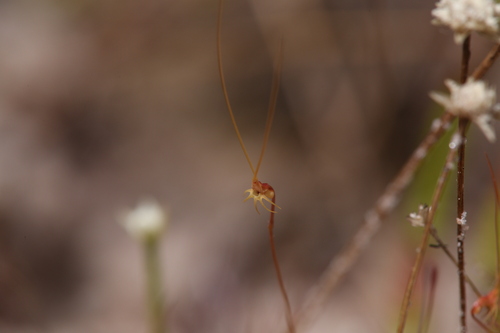 Utricularia capilliflora (Utricularia capilliflora)