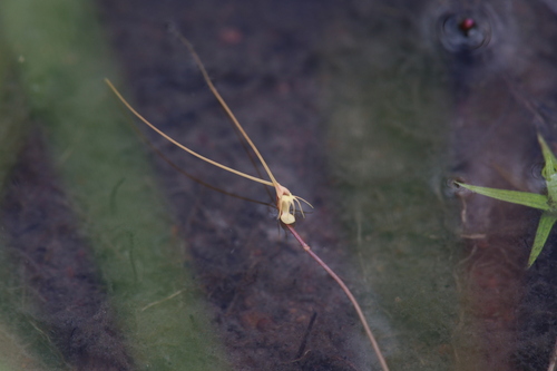 Utricularia capilliflora (Utricularia capilliflora)