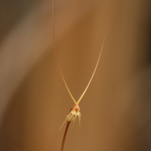Utricularia capilliflora (Utricularia capilliflora)