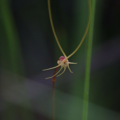Utricularia capilliflora (Utricularia capilliflora)