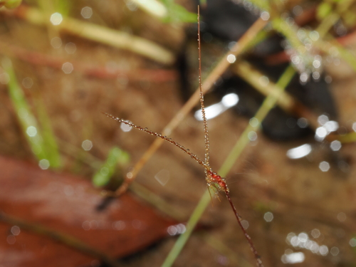 Utricularia capilliflora (Utricularia capilliflora)