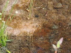 Utricularia capilliflora (Utricularia capilliflora)