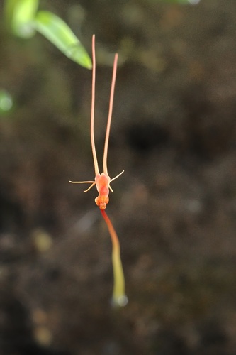 Utricularia capilliflora (Utricularia capilliflora)