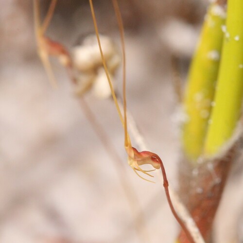Utricularia capilliflora (Utricularia capilliflora)