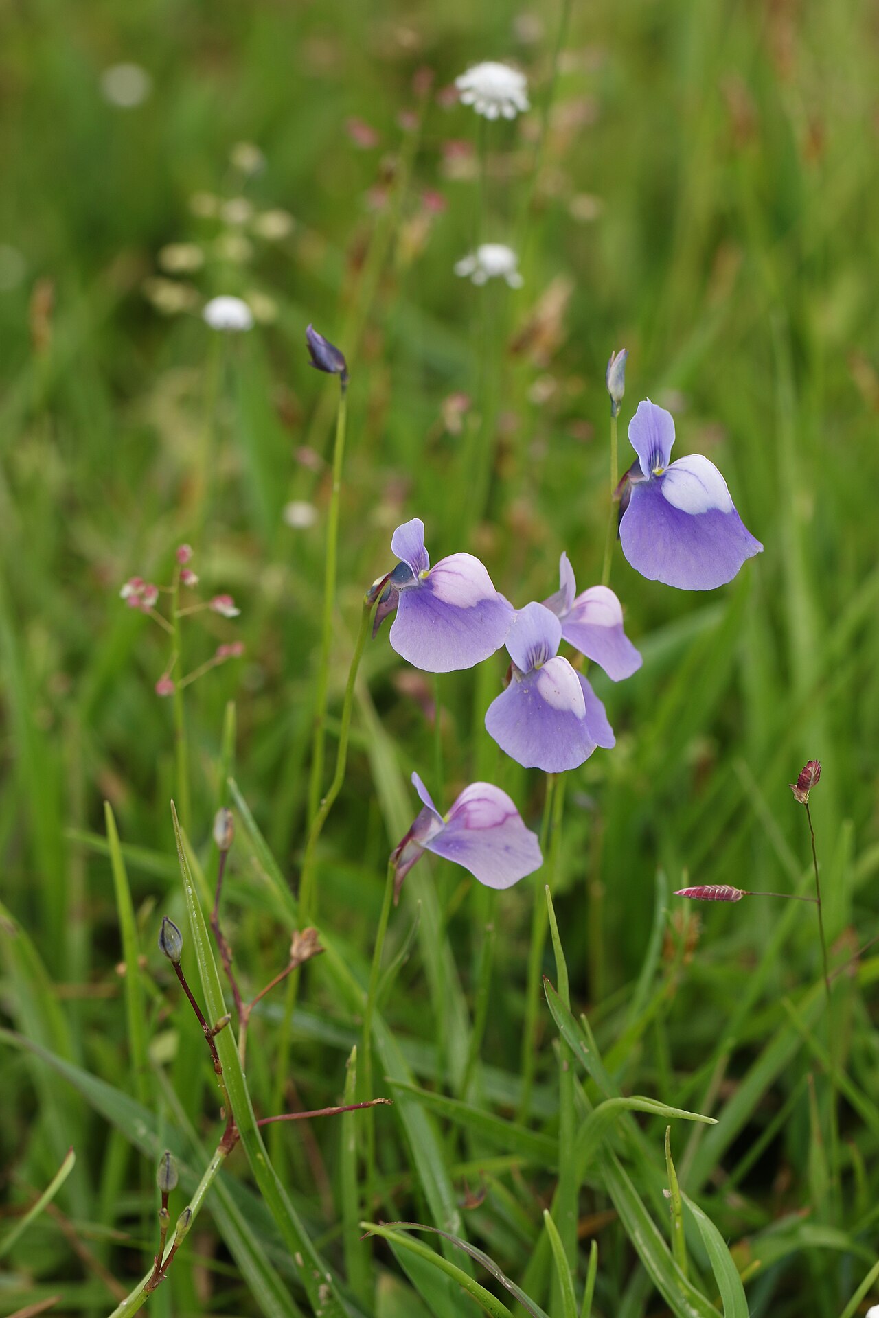 Utricularia cecilii: Photos of plants taken by V C Balakrishnan