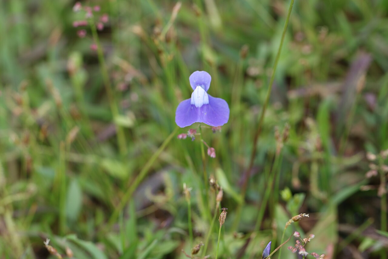 Utricularia cecilii: Photos of plants taken by V C Balakrishnan