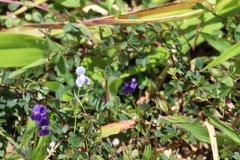 Utricularia cecilii (Utricularia cecilii)