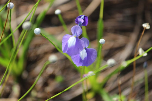 Utricularia cecilii (Utricularia cecilii)