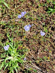 Utricularia cecilii (Utricularia cecilii)