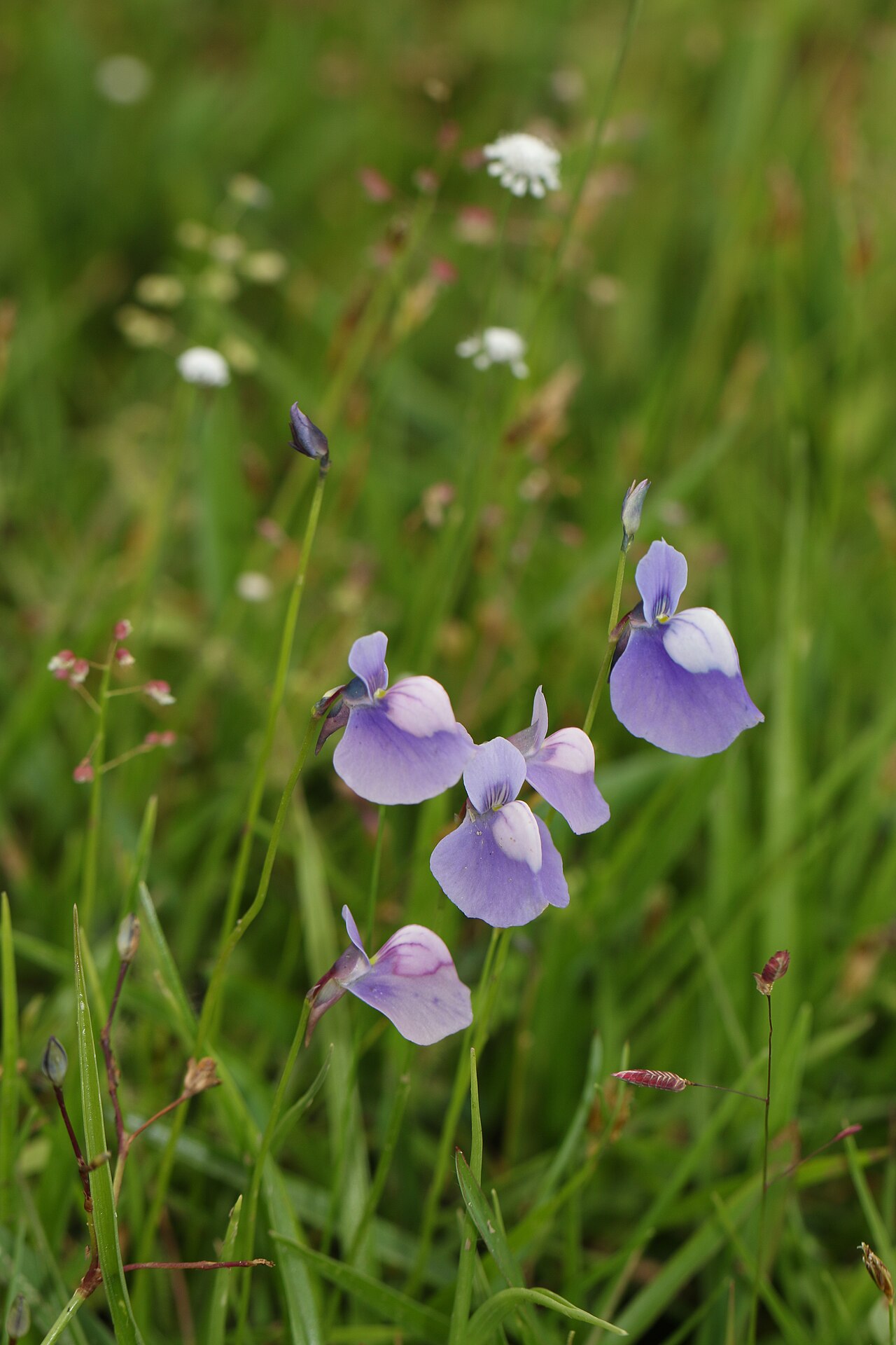 Utricularia cecilii: Photos of plants taken by V C Balakrishnan