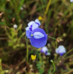 Utricularia cecilii (Utricularia cecilii)