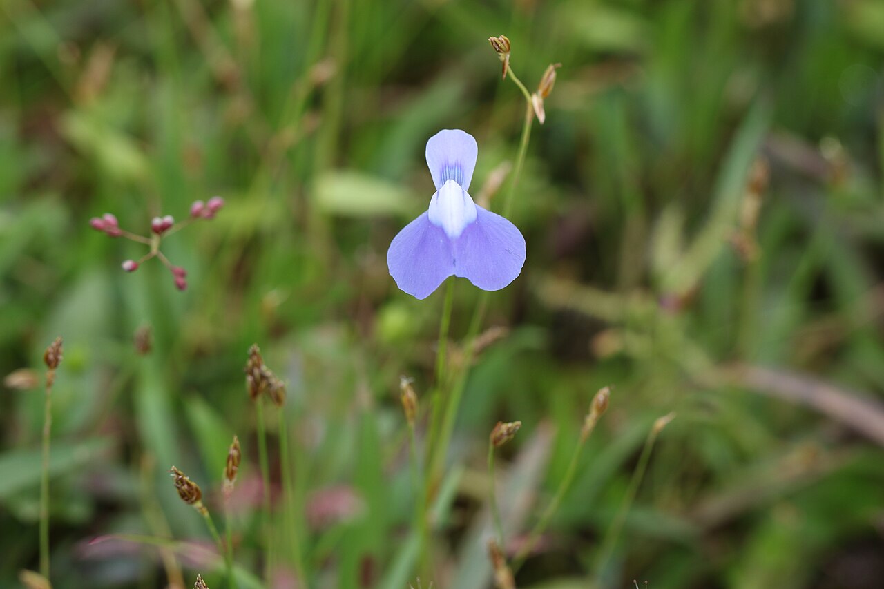 Utricularia cecilii: Photos of plants taken by V C Balakrishnan