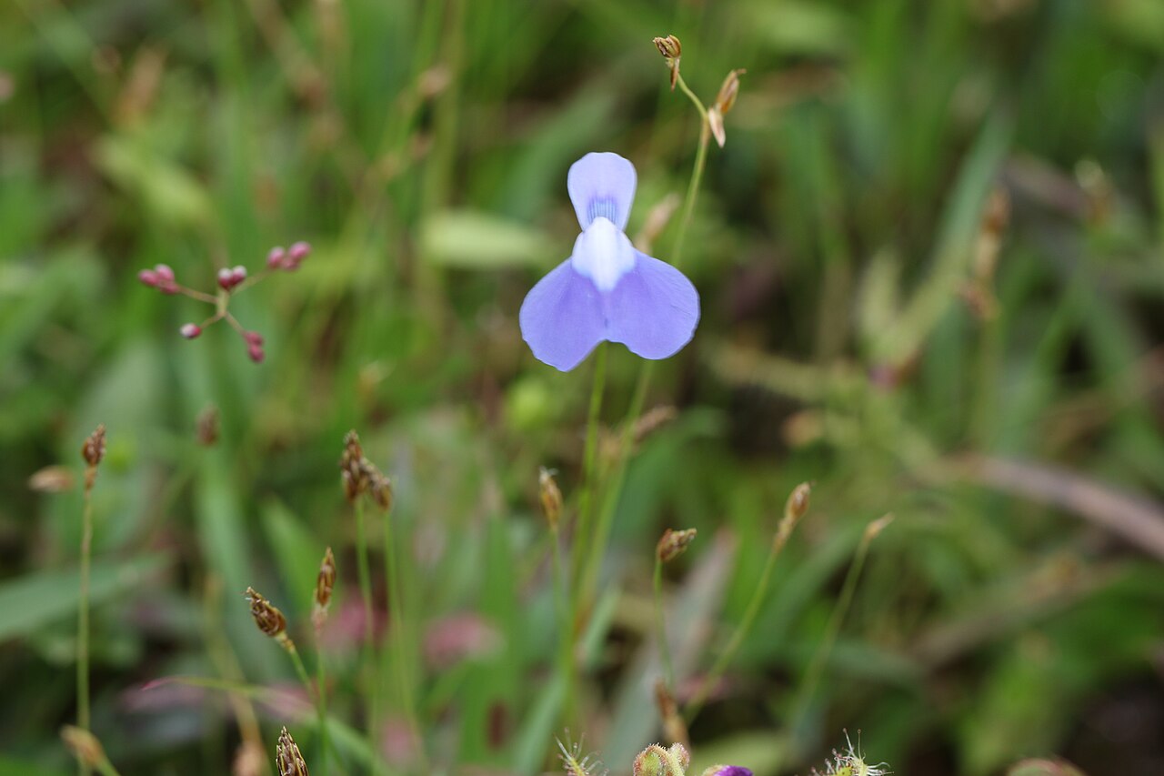 Utricularia cecilii: Photos of plants taken by V C Balakrishnan