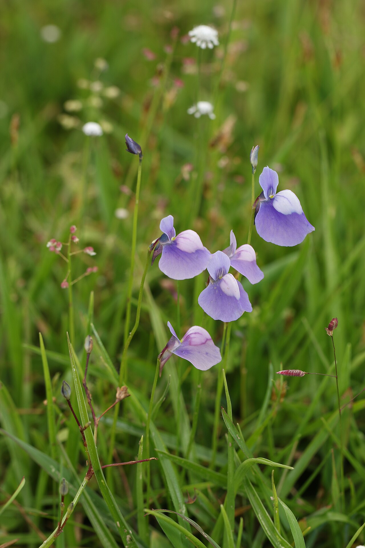 Utricularia cecilii: Photos of plants taken by V C Balakrishnan