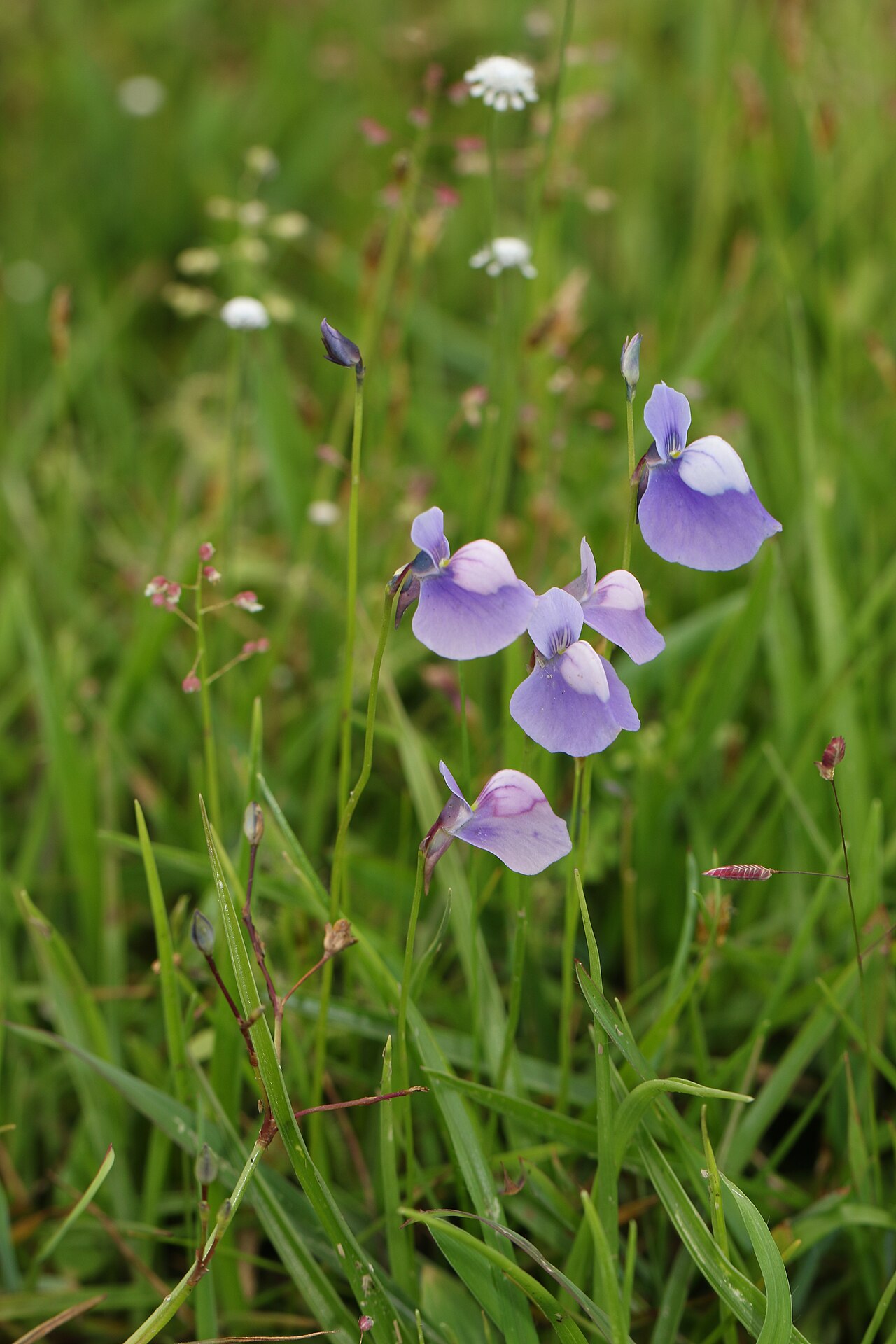 Utricularia cecilii: Photos of plants taken by V C Balakrishnan