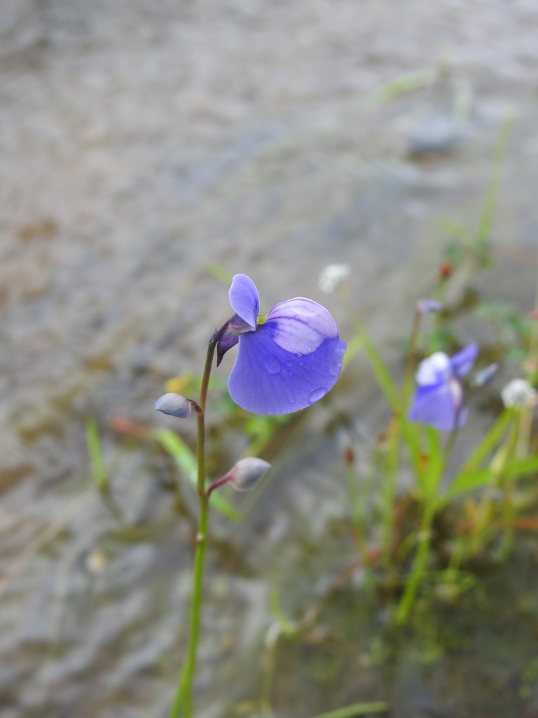 Utricularia cecilii (Utricularia cecilii)