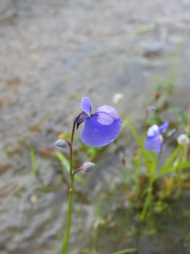 Utricularia cecilii (Utricularia cecilii)