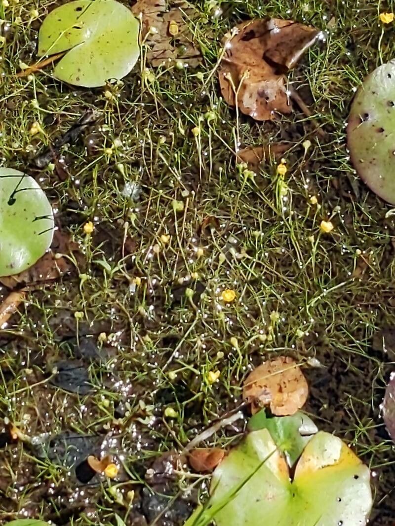 Utricularia chiakiana (Utricularia chiakiana)
