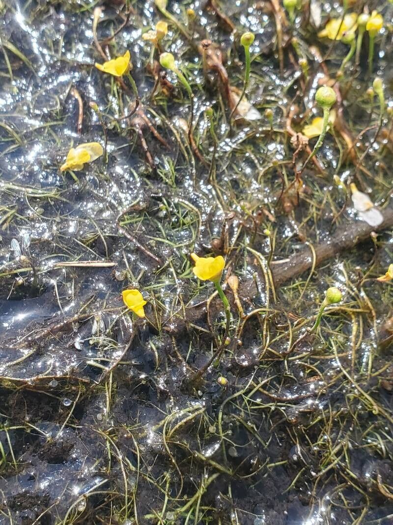 Utricularia chiakiana (Utricularia chiakiana)