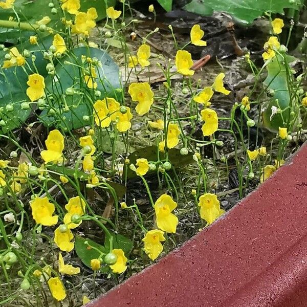 Utricularia chiakiana (Utricularia chiakiana)